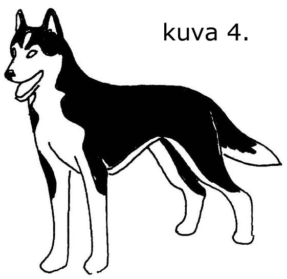 klassinen siperianhuskyn vritys