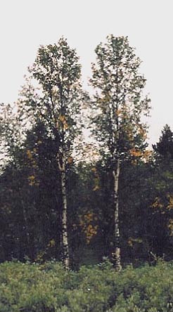 kaksosten ketunhnnt, twins in early autumn, tvillingar nr sommaren blir hst