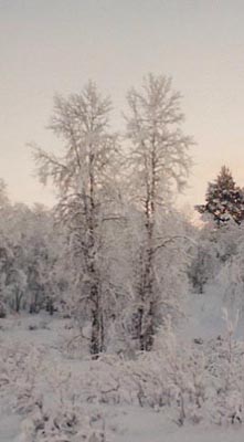 Koivukaksoset tammikuussa, birch twins in January, tvillingar i januari