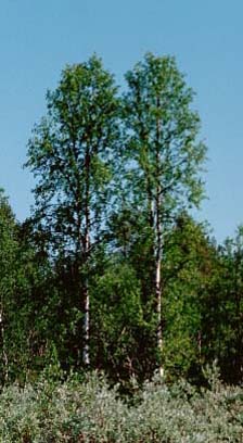 kaksoset kesasussa, twins in summer, tvillingar p sommartiden