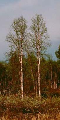 kaksoset hiirenkorvalla, twins in spring, tvillingar p vren