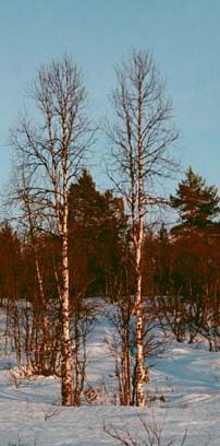 koivukaksoset kevttalvella, birch twins in early spring, bjrk tvillingar p vrtiden