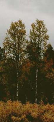 kaksoset syksyll, twins in autumn, tvillingar p hsten