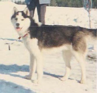 Panne näyttelyssä vuonna 1985