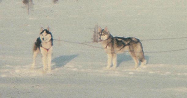 Panne ja Piegga ensimmisen kevttalvena 1985