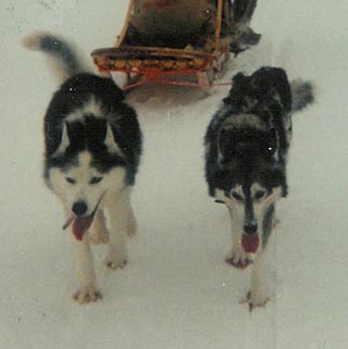 Panne ja Piegga - vanhat veteraanit vuonna 1993