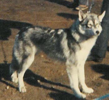 Piegga näyttelyssä vuonna 1985