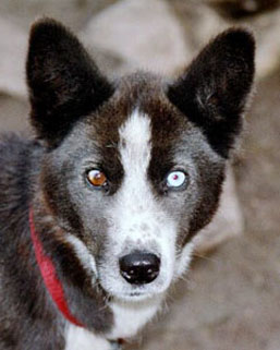 Piisun eripari silmät