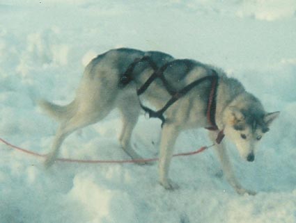 Suovva talvella 1986