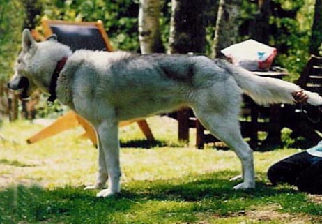 Kibitka Devuska alias Suovva astutusreissulla toukokuussa 1986, sillä kertaa reissu oli turha, mutta uusinta onnistui marraskuussa 1986