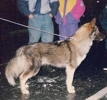 Saman's Ursa