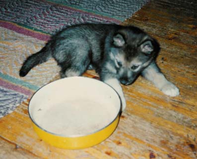 Lord ja itsensä kokoinen vesikuppi