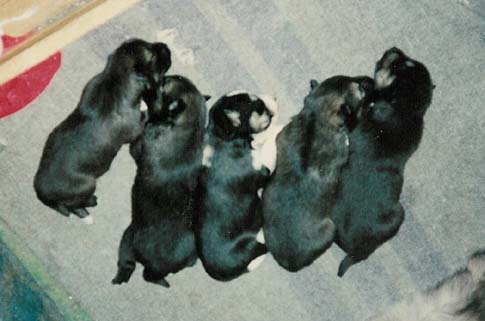 Peppi, Emma, Dolly, Lord, Samba