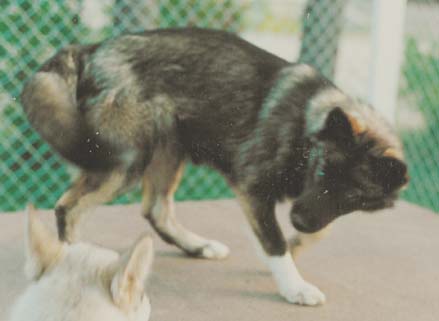 Peppi noin vuoden ikäisenä