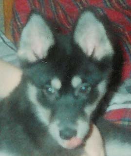 Samba luovutusiässä