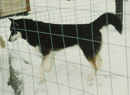 Samba noin kaksi vuotiaana