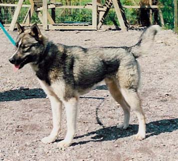 Saman's Rusty kevll 1996