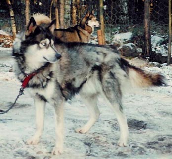 Muju karvanvaihdossa