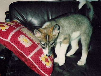 Nami - sohvakoirana uudessa kodissaan