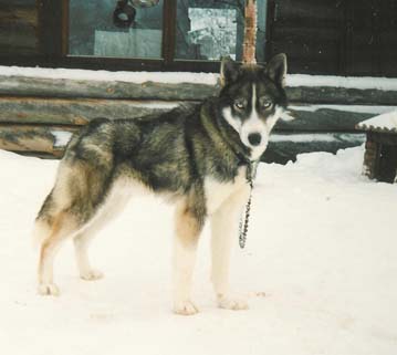 Shaman alias Samppa kotipihalla