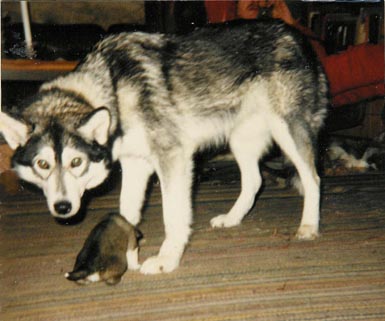 Puksu 3vk ja Piegga, missä lie emo Suovva?