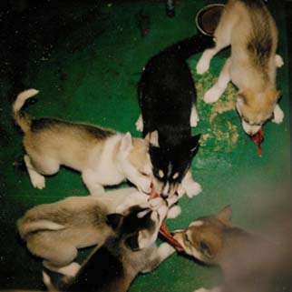 Saaliin jaossa yläoikealta vastapäivään: Capu, Nippa Cheavu, Tiehppi,Juovva, Puksu