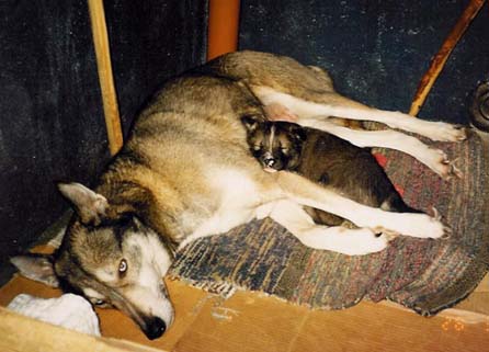 Susy ja Wolf