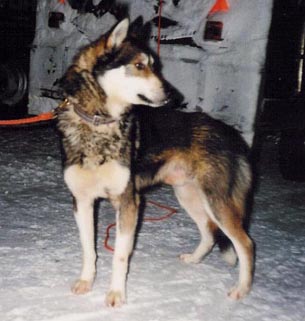 Euro Levill 31.12.1999